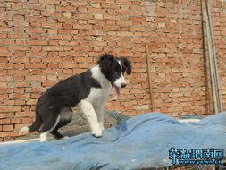 娱乐吃瓜酱牧羊犬,揭秘牧羊犬背后的故事